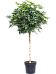 Easy-Care Umbrella Tree Schefflera arboricola 'Compacta' Tall Indoor House Plants Trees