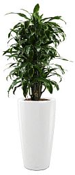 Dracaena Fragrans Arturo in LECHUZA RONDO Self-watering Planter, Total Height 160 cm