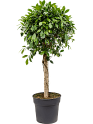 Lush Weeping Fig Ficus microcarpa ‘Nitida’ Tall Indoor House Plants Trees