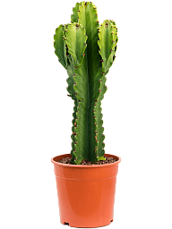 Photogenic Cowboy Cactus Euphorbia ingens (110-150) Indoor House Plants