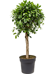 Lush Weeping Fig Ficus microcarpa ‘Nitida’ Tall Indoor House Plants Trees