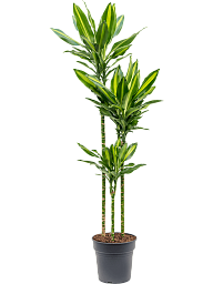 Colorful Corn Plant Dracaena fragrans 'Cintho' Indoor House Plants