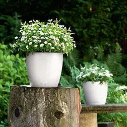 LECHUZA CLASSICO Color Round Poly Resin Self-watering Planter