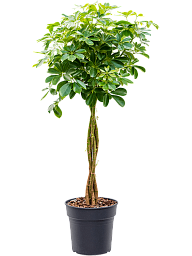 Insta-friendly Umbrella Tree Schefflera arboricola 'Nora' Tall Indoor House Plants Trees