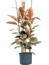 Lush Rubber Plant Ficus elastica 'Belize' Indoor House Plants