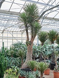 Photogenic Spanish Dagger Yucca filifera Tall Indoor House Plants Trees