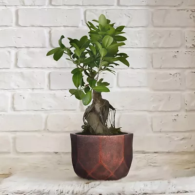 IDEALIST Lite Geometry Style Round Indoor Planter