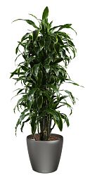Dracaena Fragrans Arturo in LECHUZA CLASSICO LS 43 Self-watering Planter, Total Height 150 cm