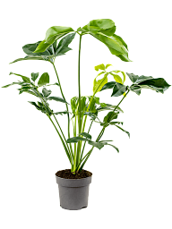 Lush Heart-Leaf Philodendron 'Green Wonder' Indoor House Plants
