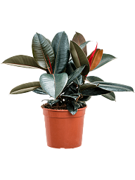 Lush Rubber Plant Ficus elastica 'Abidjan' Indoor House Plants