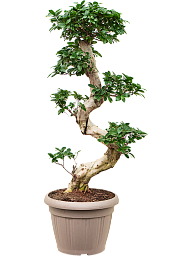 Lush Curtain Fig Ficus microcarpa 'Compacta' Tall Indoor House Plants Trees