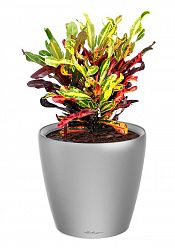Codiaeum Mammy in LECHUZA CLASSICO LS Self-watering Planter, Total Height 45 cm