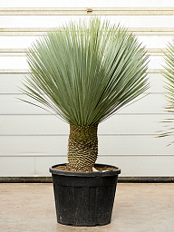 Photogenic Beaked Blue Yucca rostrata (170-200) Indoor House Plants