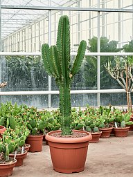 Photogenic Cowboy Cactus Euphorbia ingens Indoor House Plants