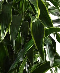 Dracaena Fragrans Arturo in LECHUZA RONDO Self-watering Planter, Total Height 160 cm