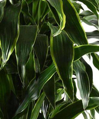 Potted House Plant Dracaena Fragrans Arturo in LECHUZA RONDO White High  Gloss Self-watering Planter, Total Height 160 cm - from 140.99 |  Getpotted.com