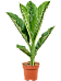 Dieffenbachia seguine 'Caiman'
