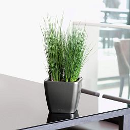 LECHUZA Quadro LS Square Poly Resin Self-watering Planter