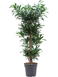 Easy-Care Dragon Tree Pleomele (Dracaena) reflexa Tall Indoor House Plants Trees