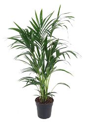 Lush Kentia Palm Howea forsteriana Indoor House Plants