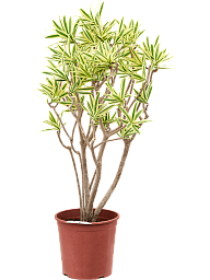 Colorful Pleomele (Dracaena) reflexa 'Song of Sri Lanka' Tall Indoor House Plants Trees