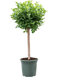 Lush Chinese Banyan Ficus microcarpa 'Moclame' Indoor House Plants