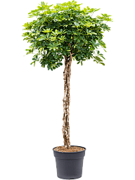 Delicate Umbrella Tree Schefflera arboricola 'Gold Capella' Indoor House Plants