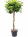 Delicate Umbrella Tree Schefflera arboricola 'Gold Capella' Indoor House Plants