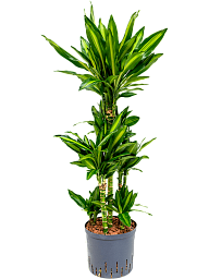 Colorful Corn Plant Dracaena fragrans 'Cintho' Indoor House Plants