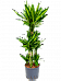 Colorful Corn Plant Dracaena fragrans 'Cintho' Indoor House Plants