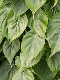 Lush Heart-Leaf Philodendron scandens 'Brasil' Indoor House Plants