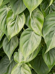 Lush Heart-Leaf Philodendron scandens 'Brasil' Indoor House Plants