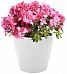 Blooming Azalea in LECHUZA CLASSICO LS Self-watering Planter, Total Height 40 cm
