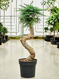 Graceful Norfolk Island Pine Araucaria cunninghamii Tall Indoor House Plants Trees