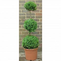 Buxus triple ball (Buxus Sempervirens) Box Outdoor Live Plant