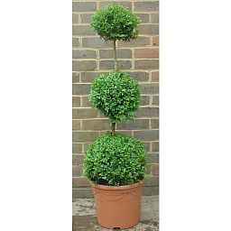 Photogenic Boxwood Buxus triple ball (Buxus Sempervirens) Box