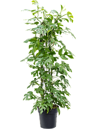 Shade-loving Swiss Cheese Plant Monstera minima' Indoor House Plants