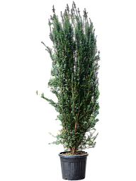 Taxus baccata 'Overeynderi'