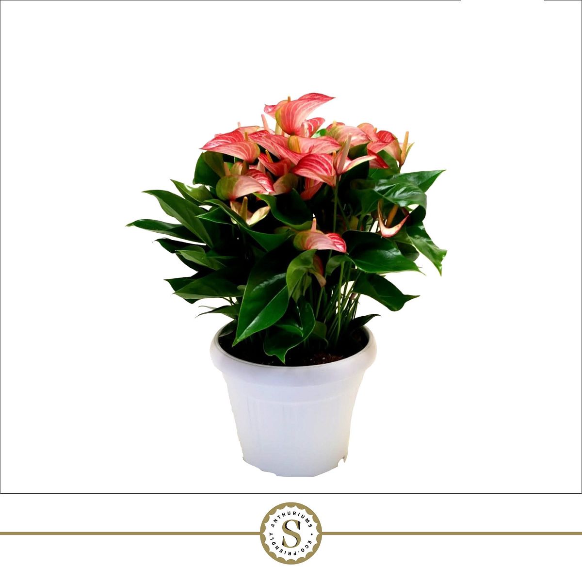 Anthurium Livium