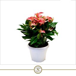 Anthurium Livium
