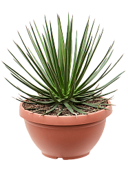 Easy-Care Agave ocahui Indoor House Plants