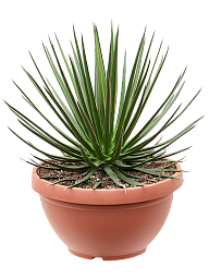 Easy-Care Agave ocahui Indoor House Plants