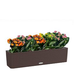 Blooming Kalanchoes Maxi in LECHUZA BALCONERA Cottage Self-watering Planter, Total Height 40 cm