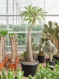 Showy Madagascar palm Pachypodium lamerei Tall Indoor House Plants Trees