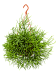 Cheerful Mistletoe Cactus Rhipsalis heteroclada Indoor House Plants
