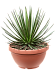 Easy-Care Agave ocahui Indoor House Plants