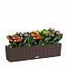 Blooming Kalanchoes Maxi in LECHUZA BALCONERA Cottage Self-watering Planter, Total Height 40 cm