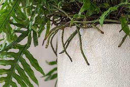 Fibrestone Dice Round Planter by Idealist Premium