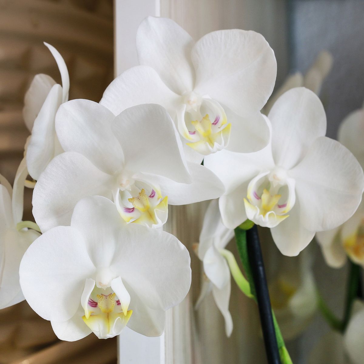 Orchid Mist for Plant Care Fertiliser by Plantsmith