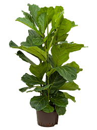 Lush Fiddle Leaf Fig Ficus lyrata Indoor House Plants